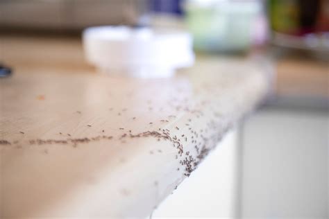 how to get rid of black ants in kitchen